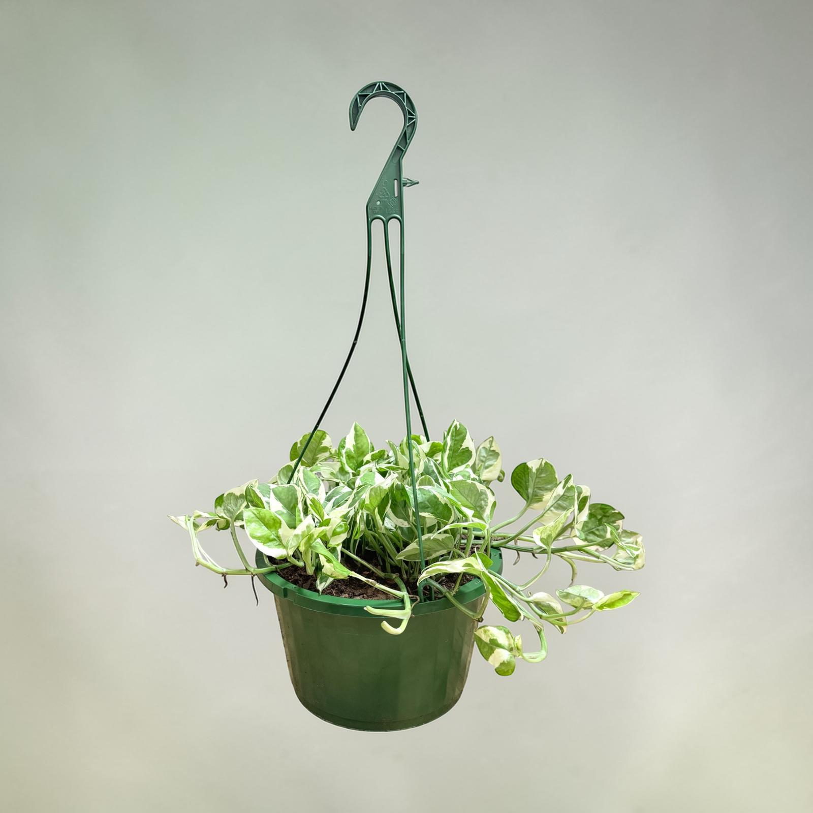 Variegated Pothos hanging basket – indoor plant