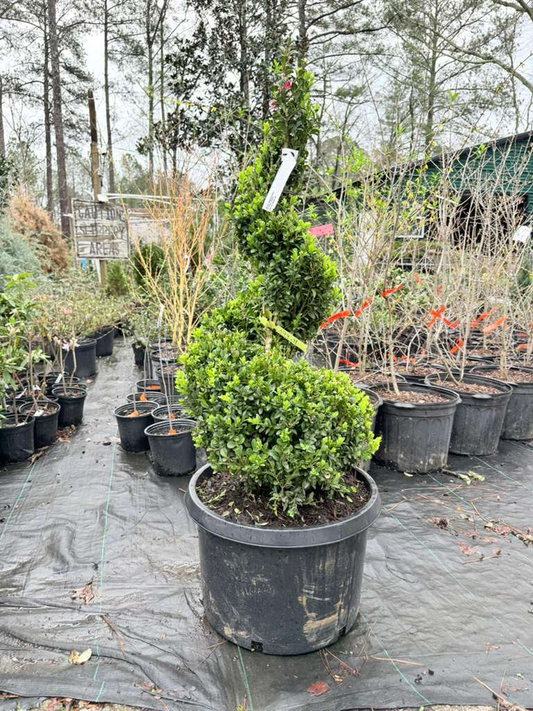 Topiary Semp Spiral