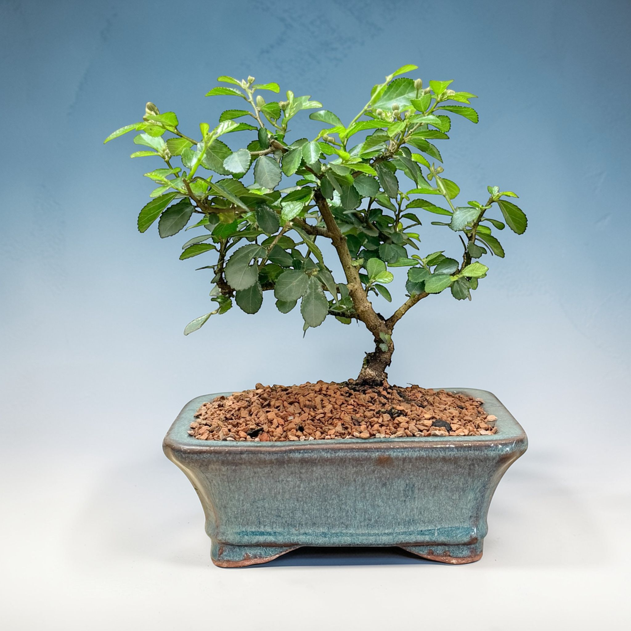 lavender star bonsai tree Lavender Star Bonsai for Sale – Live Flowering