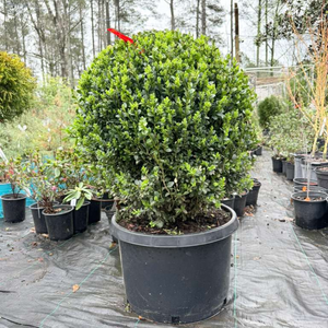 Topiary Boxwood Green Mountain Globe