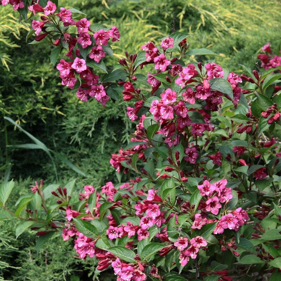 Weigela 'Minuet'