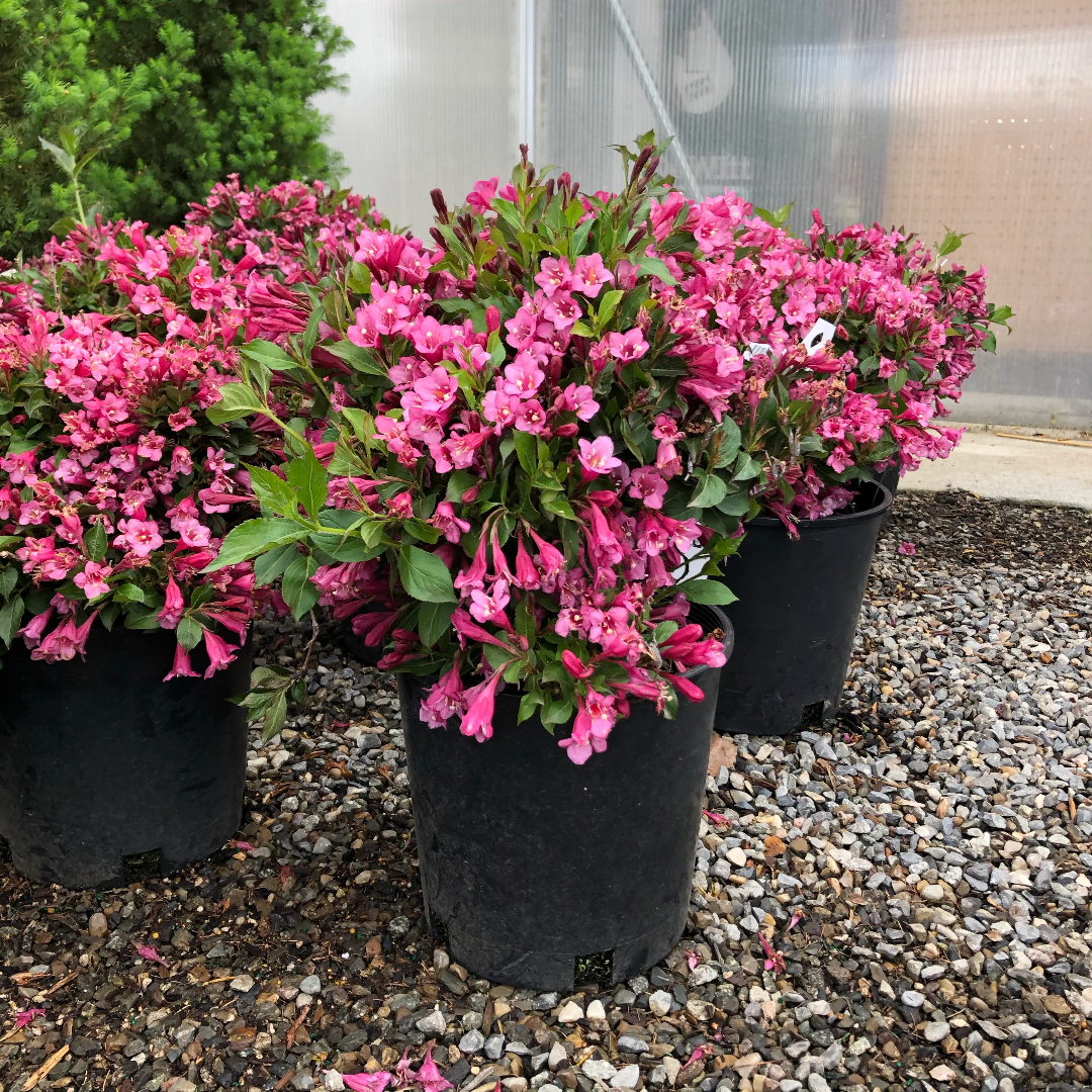 Weigela 'Minuet'