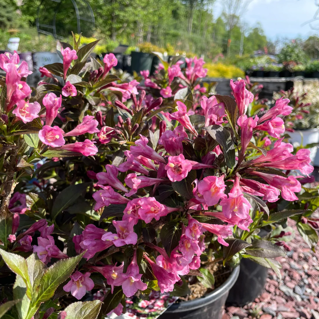 Weigela 'Minuet'