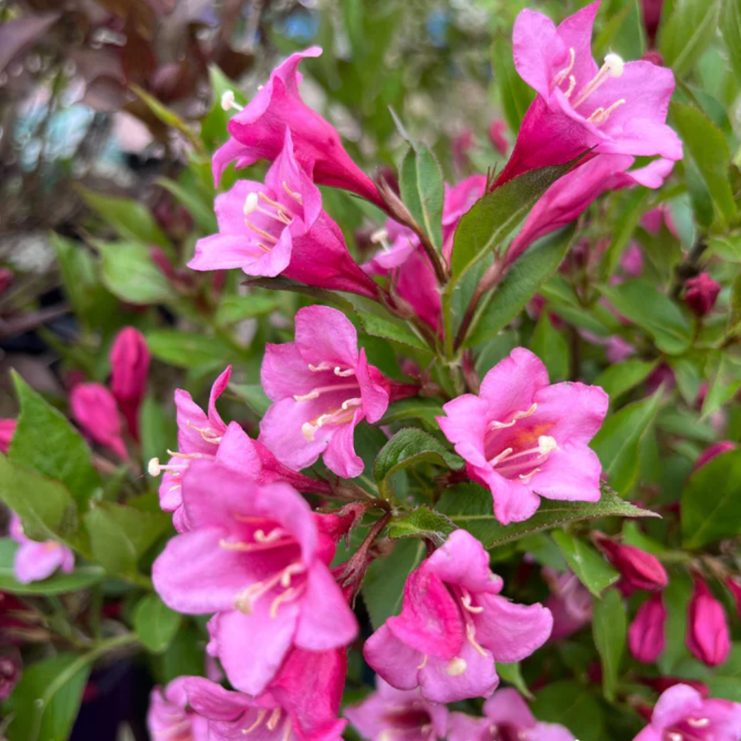 Weigela 'Minuet'