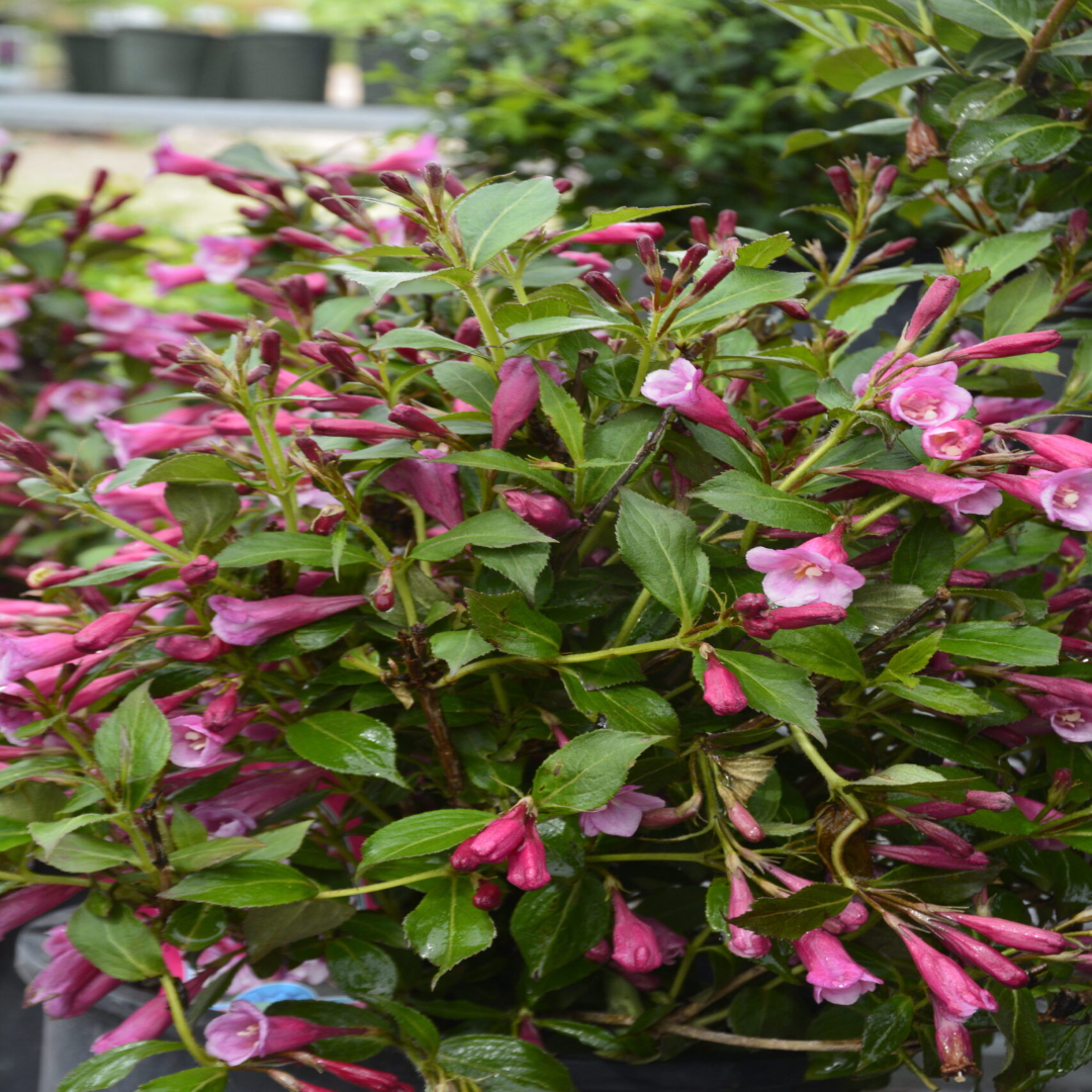 Weigela 'Minuet'