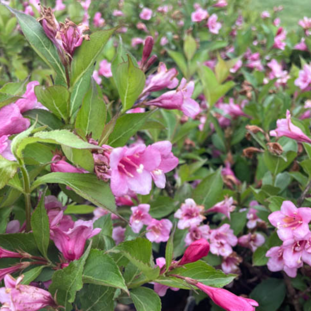 Weigela 'Minuet'