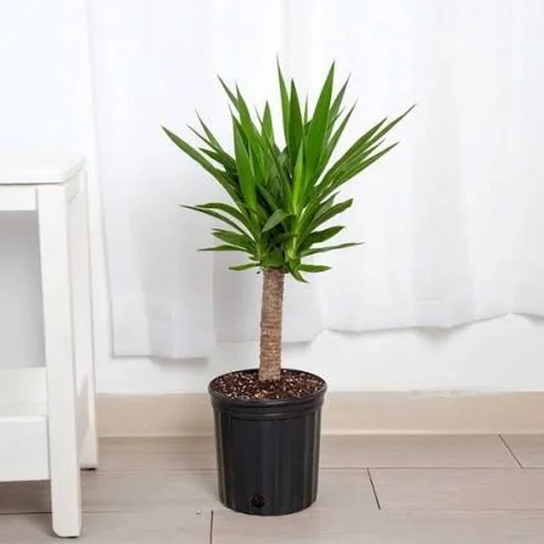 EverGlow Artificial Yucca Cane Plant