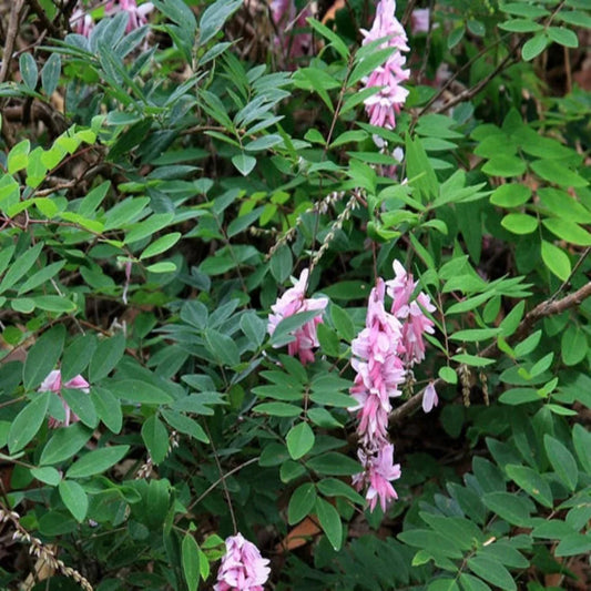 Indigofera Decora Shrub for Cottage and Rock Gardens