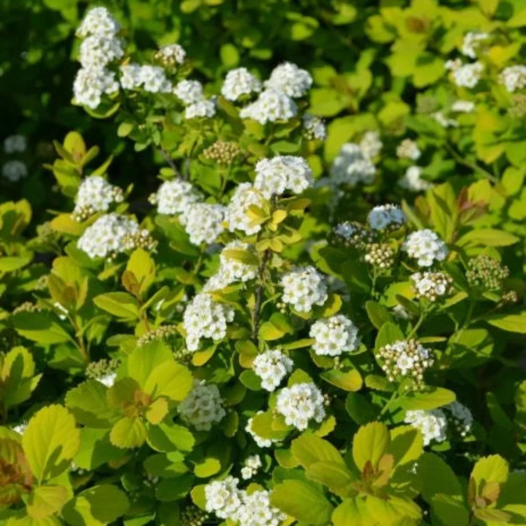 Lemon Lime Spirea