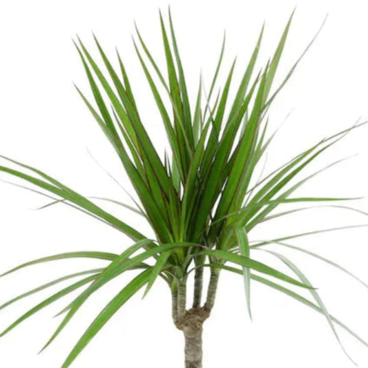 Close up of Madagascar Dragon Tree sword shaped foliage