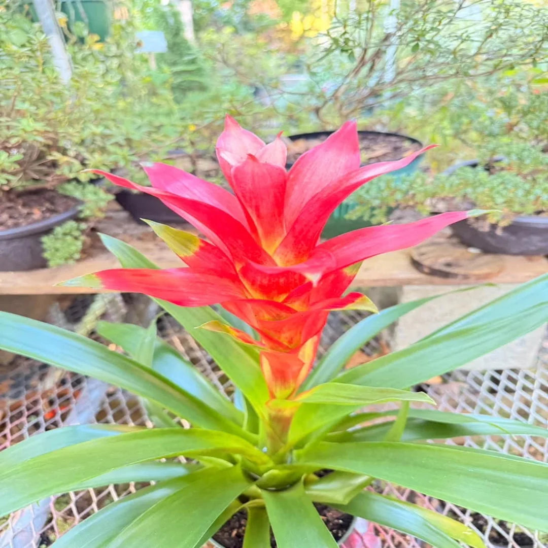 Bromeliad Live Indoor Houseplant in Plastic Pot