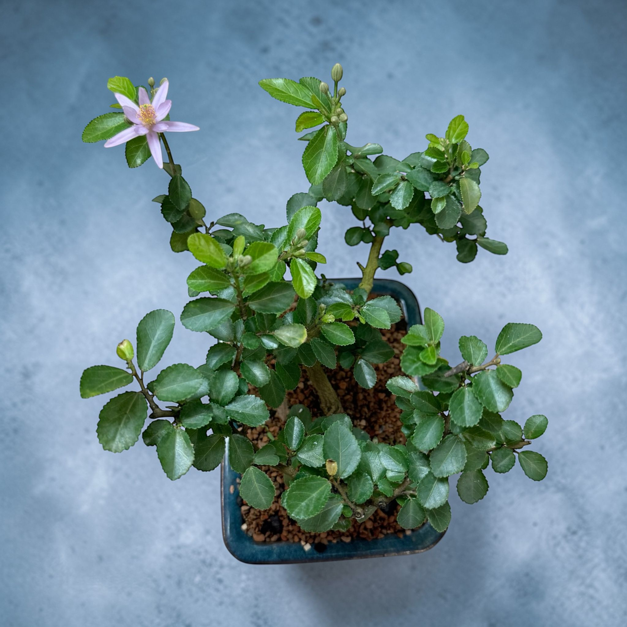 lavender tree bonsai Lavender Star Bonsai for Sale – Live Flowering