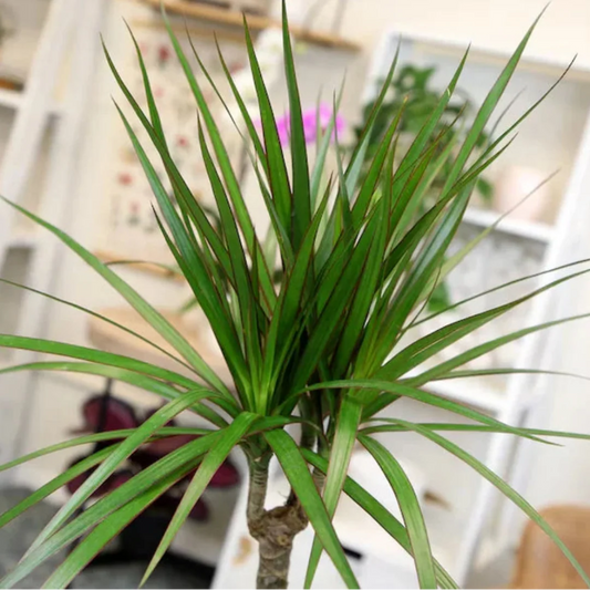 Madagascar Dragon Tree houseplant with attractive red margined green foliage