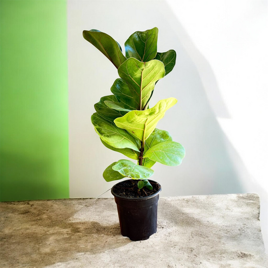 Fiddle Leaf Fig Tree