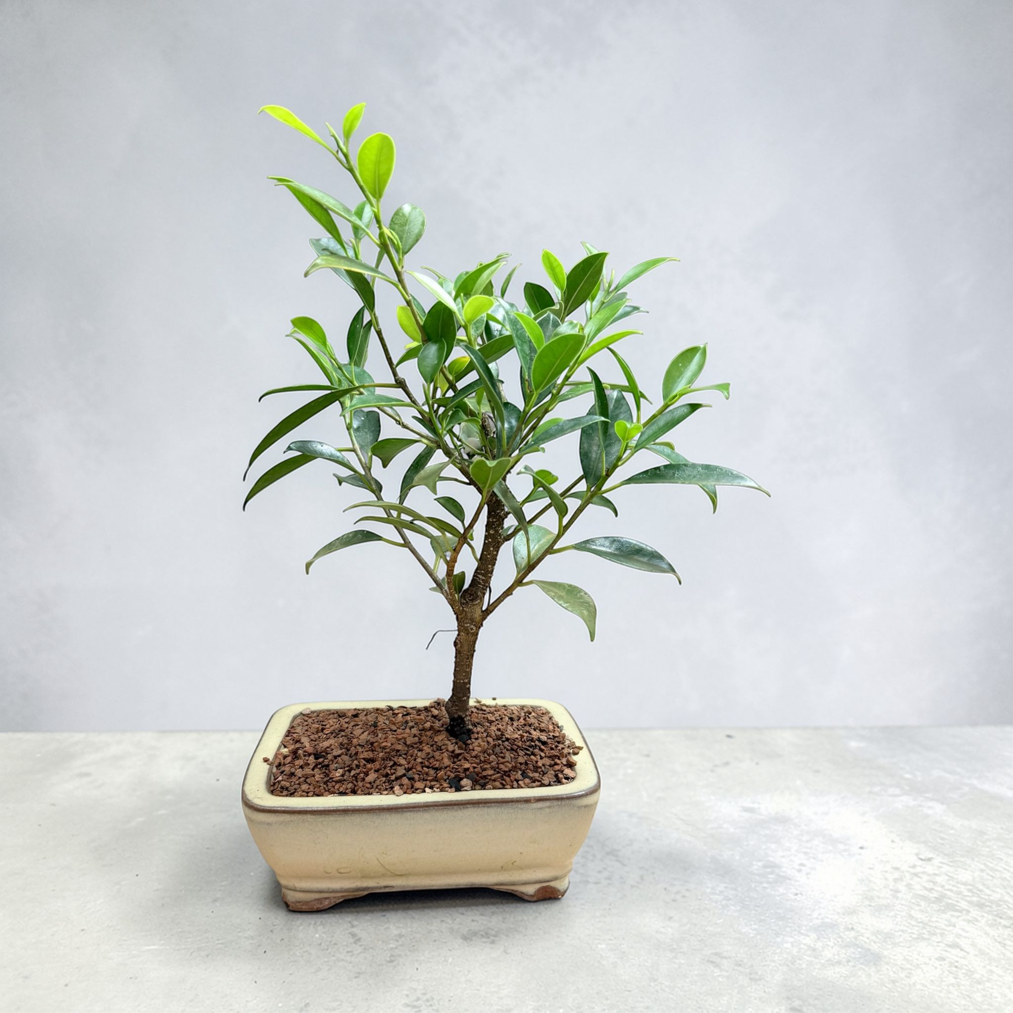 Ficus Live Bonsai