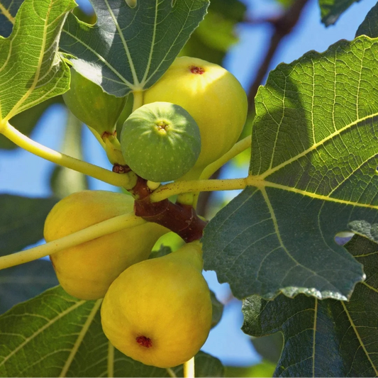 Italian Honey Fig Tree Plant with Dense Green Foliage