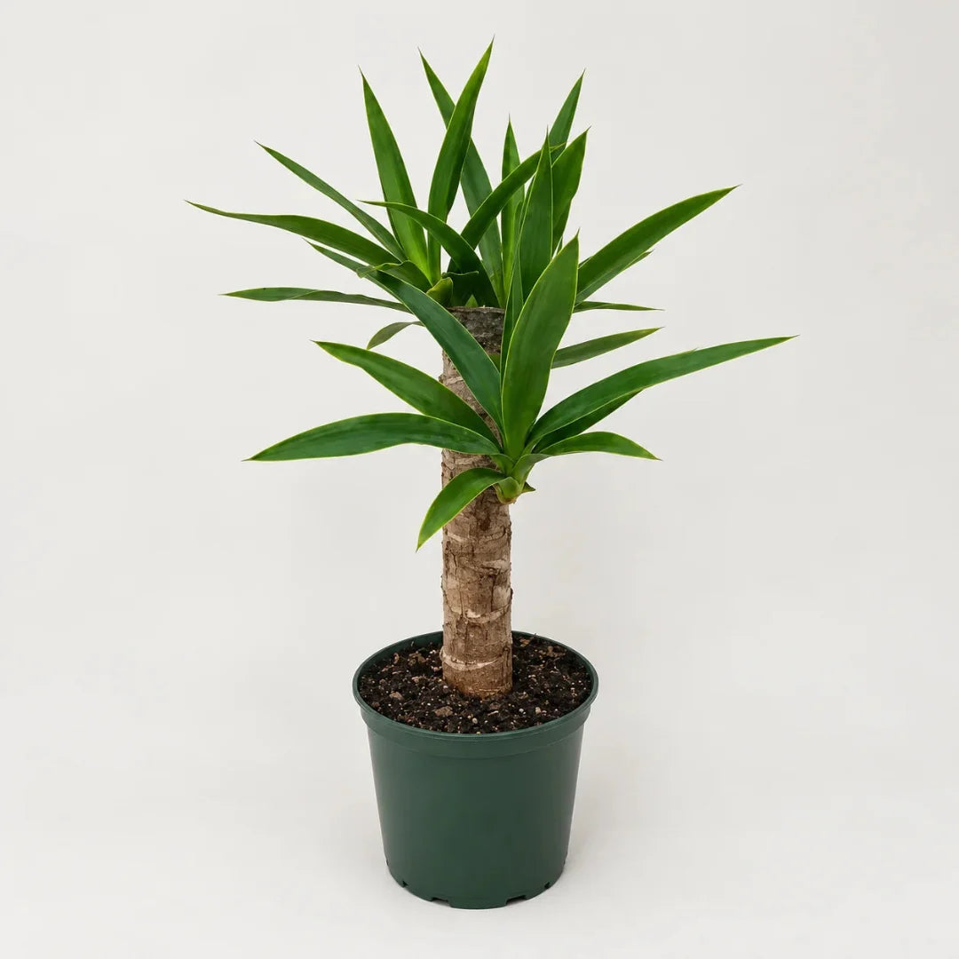 EverGlow Artificial Yucca Cane Plant
