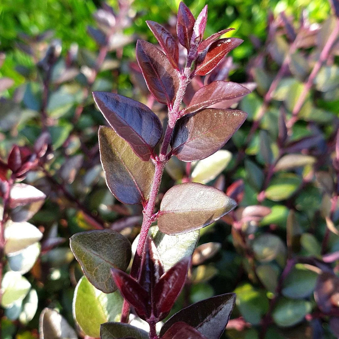Lonicera nitida Purple Storm evergreen ornamental shrub