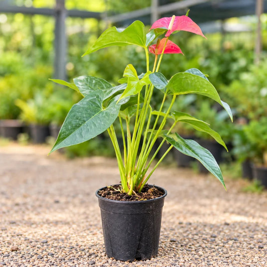 Flamingo Lily tropical indoor plant with glossy green heart-shaped leaves