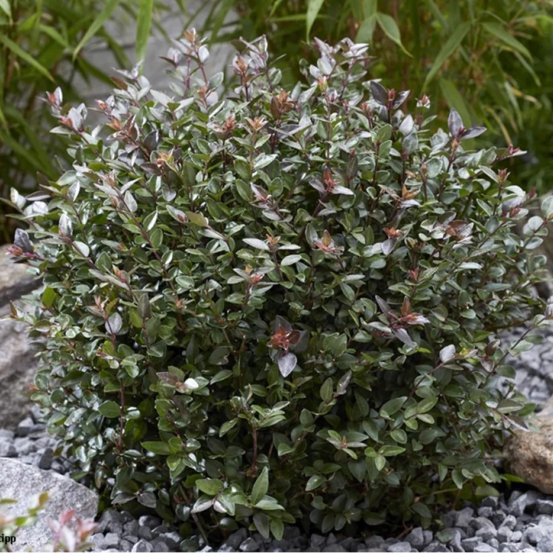 Purple Storm Garden Clouds® Lonicera