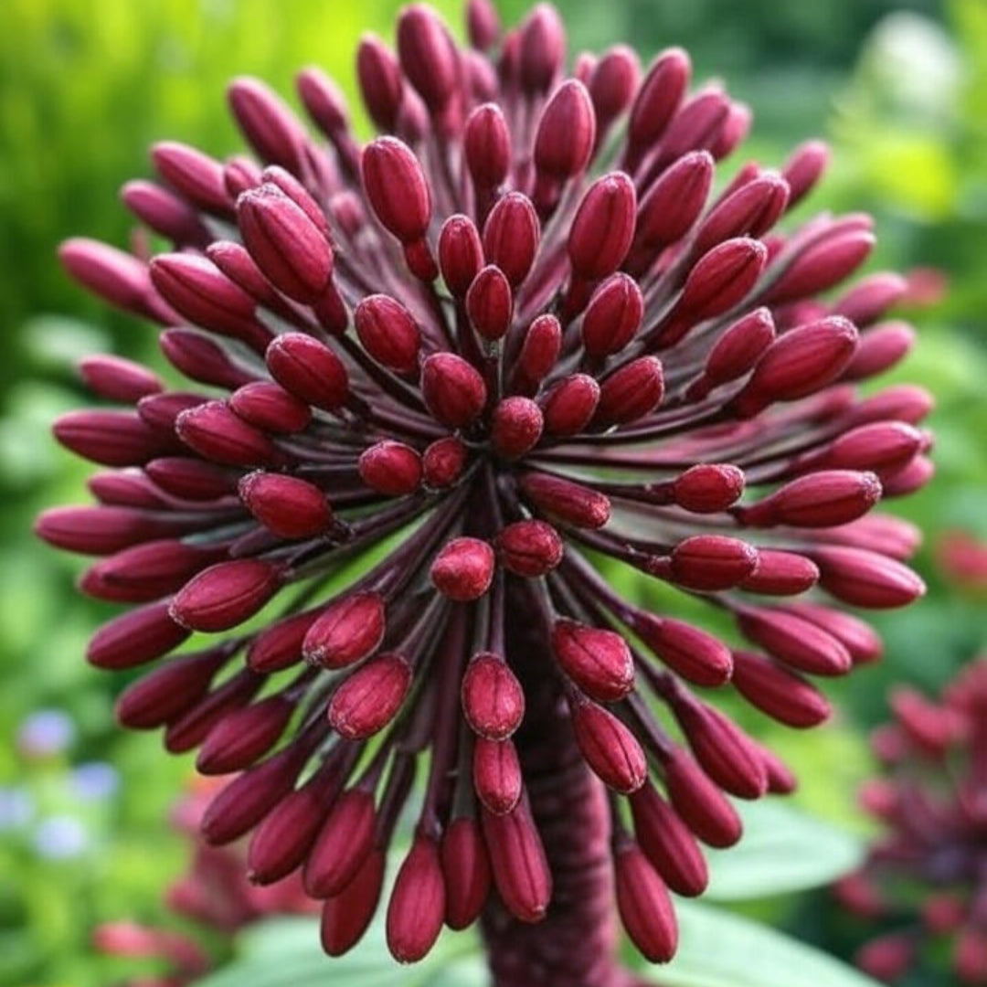 Less Lilly Black Prince Lilly Gorgeous Reddish-Black Blooms with Many Buds buy ...