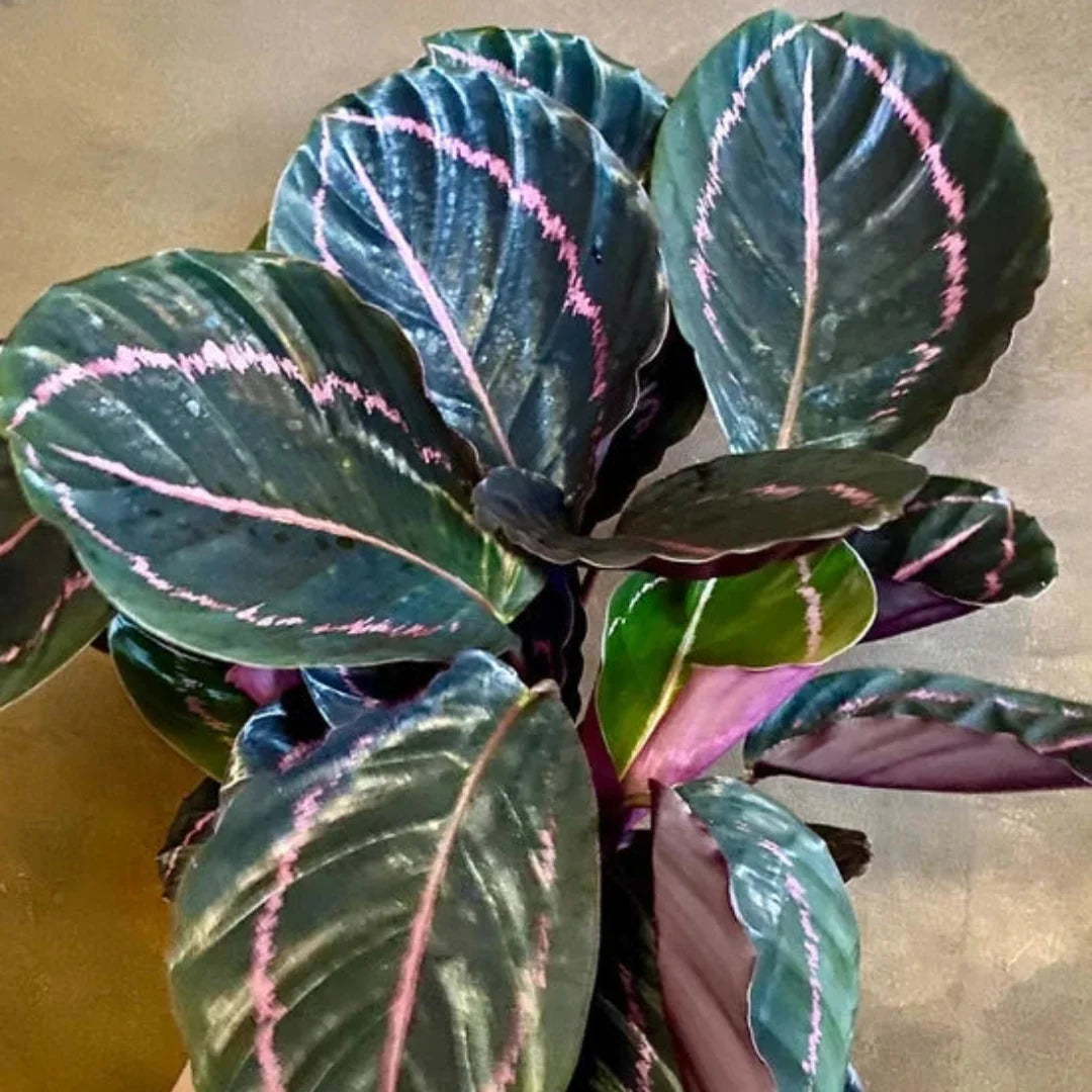 Calathea Rose Painted - Live Indoor Plant in Plastic Pot