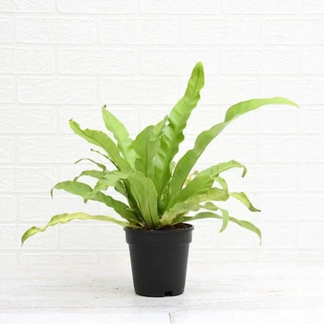 Bird's Nest Fern - Live Indoor Plant in Plastic Pot