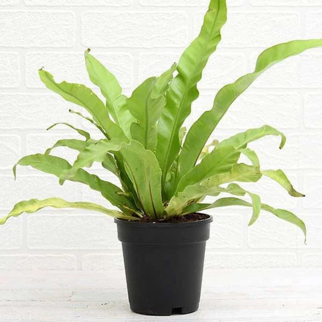 Bird's Nest Fern - Live Indoor Plant in Plastic Pot