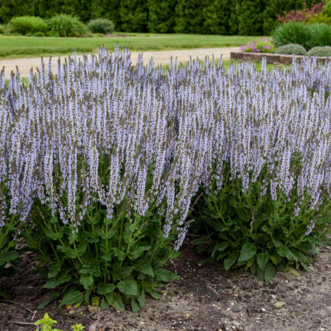Salvia nemorosa 'Perfect Profusion' - [EG]