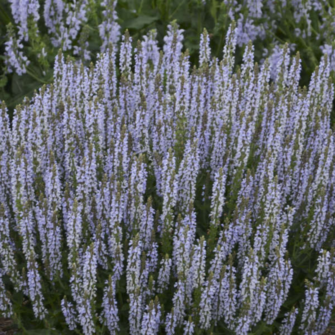 Salvia nemorosa 'Perfect Profusion' - [EG]