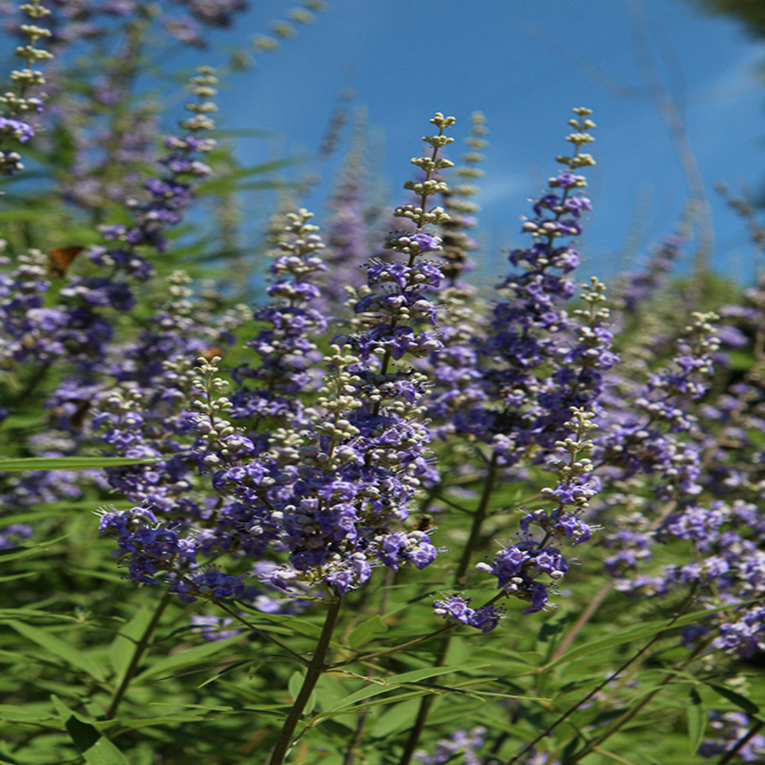 Blue Chase Tree Delta Blues Chaste Tree – Fragrant Blue-Pur | Pixies Gardens