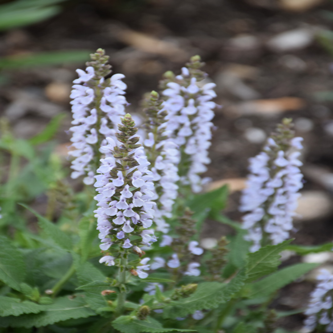 Salvia nemorosa 'Perfect Profusion' - [EG]