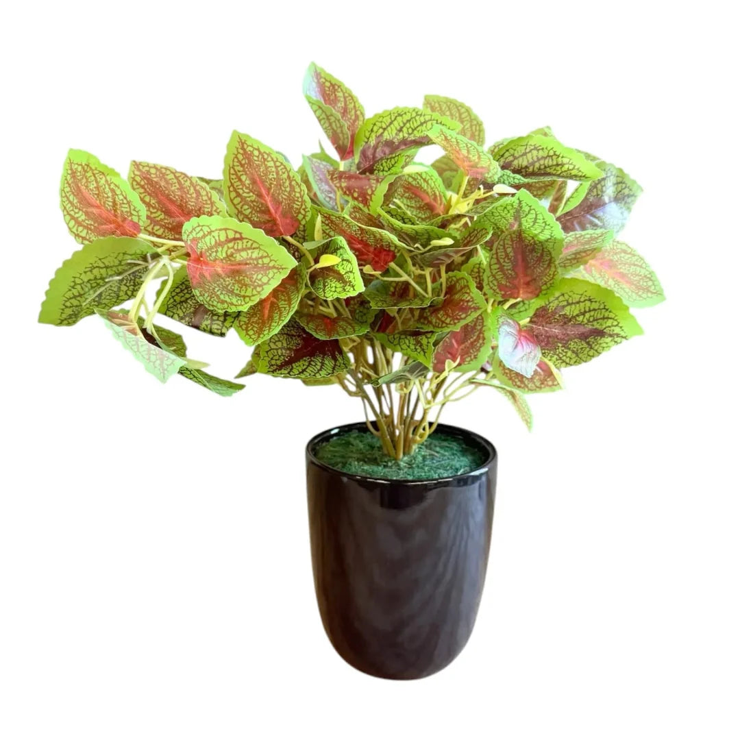 Artificial Fittonia Nerve Plant in Ceramic Pot - Good Gift