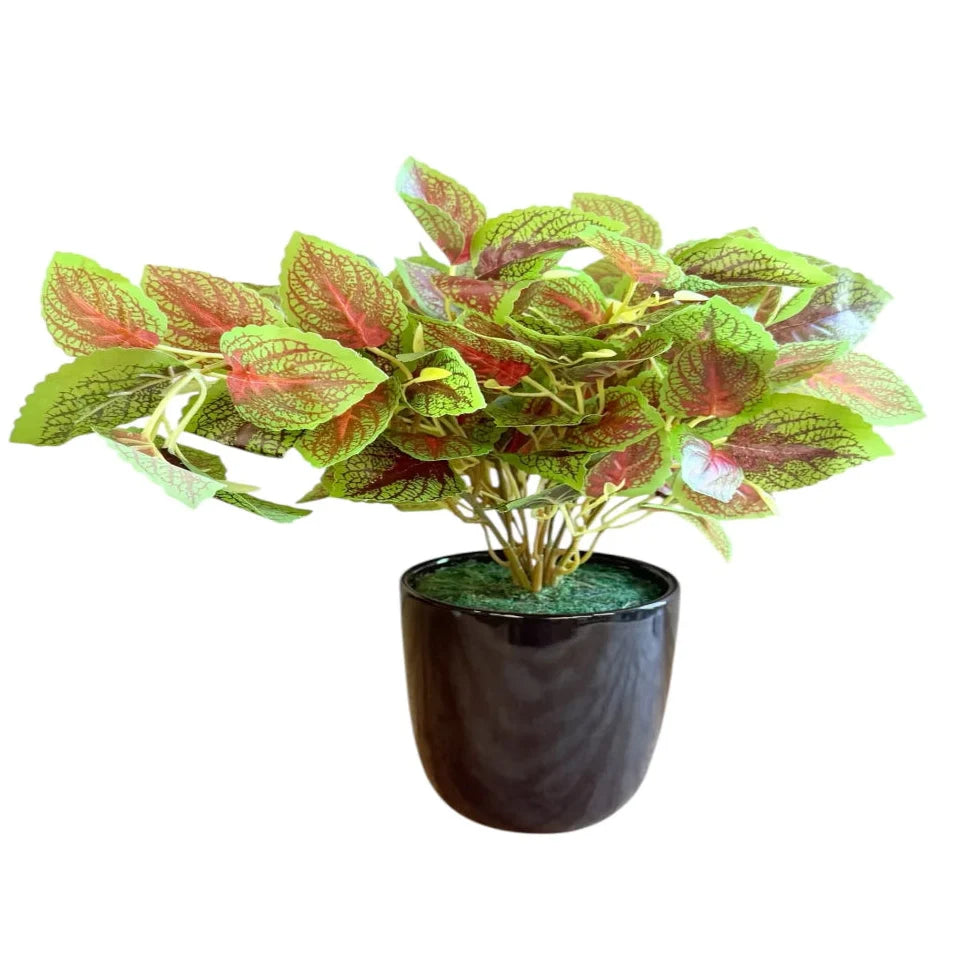 Artificial Fittonia Nerve Plant in Ceramic Pot - Good Gift