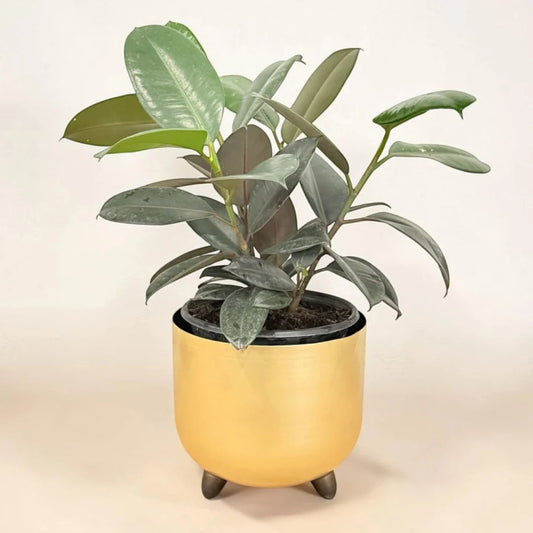 Live rubber plant with healthy glossy leaves in golden pot