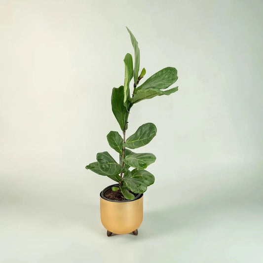 Fiddle Leaf Fig Plant in decorative planter with large tropical leaves