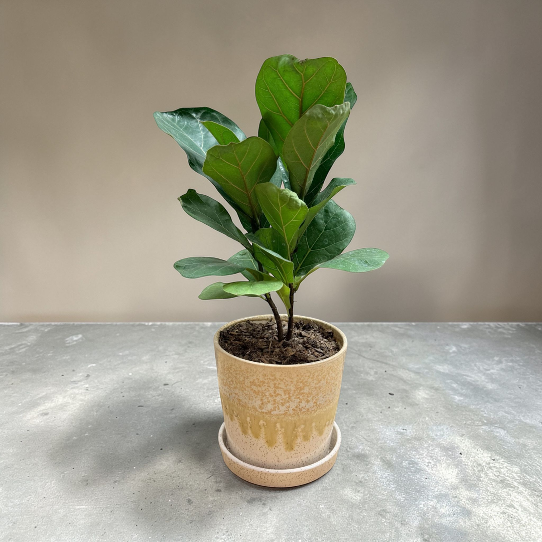 Live Fiddle Leaf tree with large violin shaped green leaves in ceramic planter