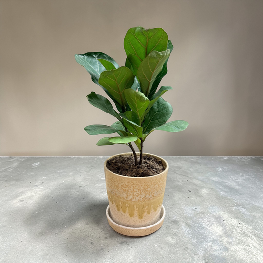 Fiddle Leaf Tree – indoor plant