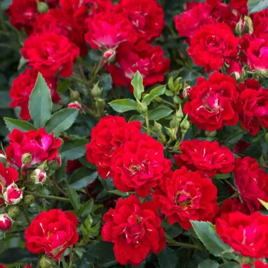 Red Dwarf Rose – Compact Flowering Rose Bush