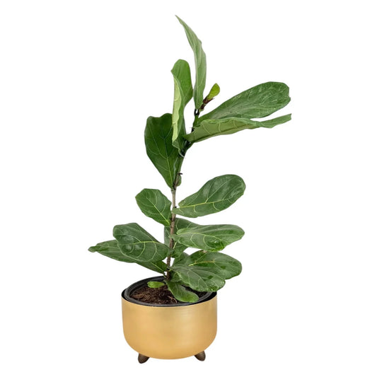 Live Fiddle Leaf Fig tree potted in decorative metallic gold planter