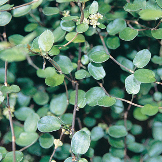 Muehlenbeckia axillaris