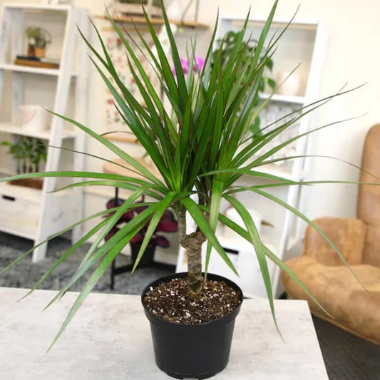 Madagascar Dragon Tree plant in a decorative pot with red-edged foliage