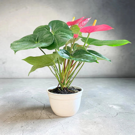 Flamingo flower anthurium andraeanum indoor flowering plant