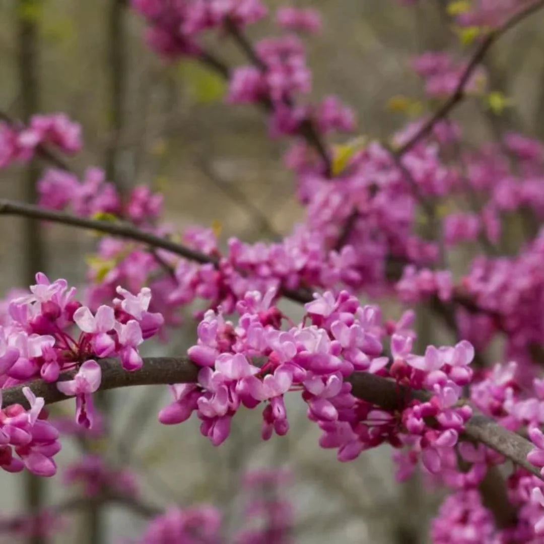 Close-up view of Eastern Redbud blossoms with rich pink flowers