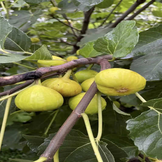 Italian Honey Fig Tree with Fresh Fig Fruits Growing