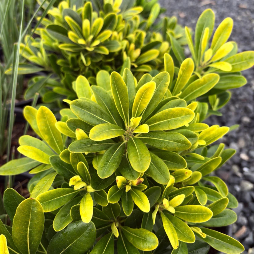 Wheeler's Dwarf Japanese Pittosporum