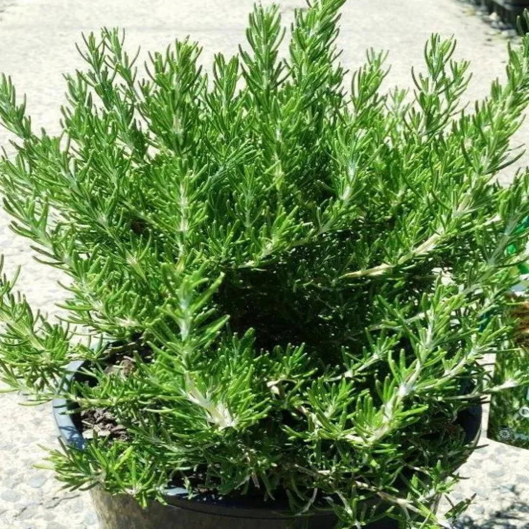 Chef's Choice Rosemary