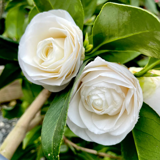 April Snow Camellia-Cold Hardy to 5*F with Lovely Snow White Blooms – flowering shrub