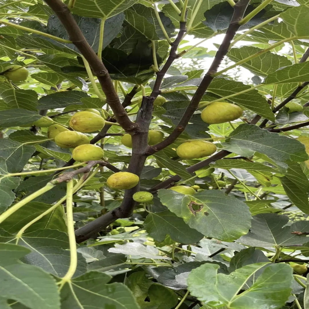 Italian Honey Fig Tree with Sweet Golden Figs and Lush Green Leaves