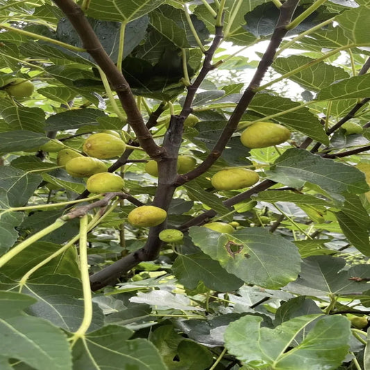 Italian Honey Fig Tree with Sweet Golden Figs and Lush Green Leaves